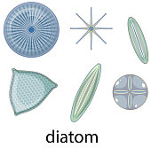 Detail Gambar Diatom Background Putih Nomer 24