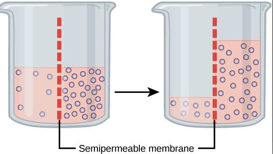 Detail Gambar Difusi Dan Osmosis Nomer 11