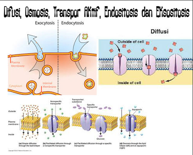 Detail Gambar Difusi Dan Osmosis Nomer 12