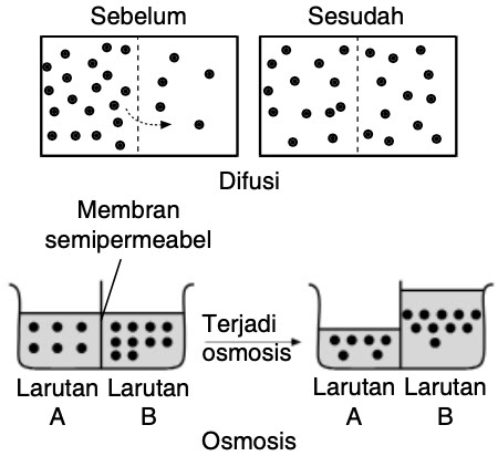 Detail Gambar Difusi Dan Osmosis Nomer 18