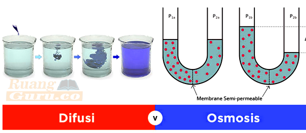 Detail Gambar Difusi Dan Osmosis Nomer 3