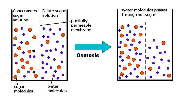 Detail Gambar Difusi Dan Osmosis Nomer 27