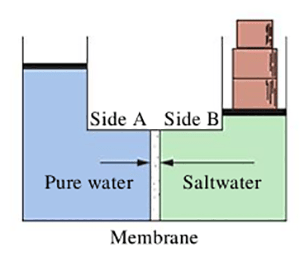 Detail Gambar Difusi Dan Osmosis Nomer 31