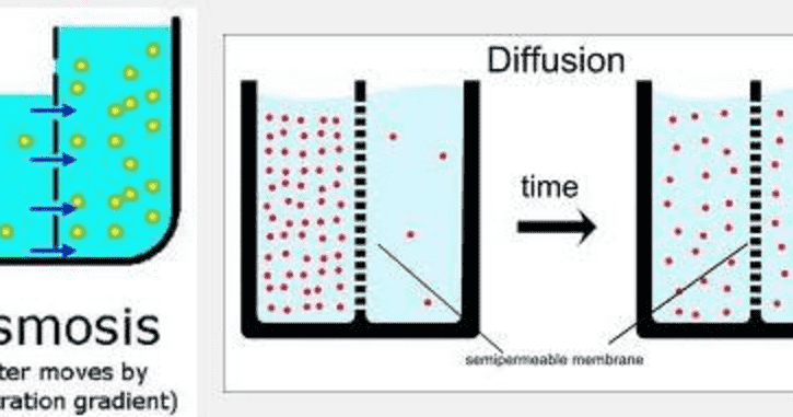 Detail Gambar Difusi Dan Osmosis Nomer 51