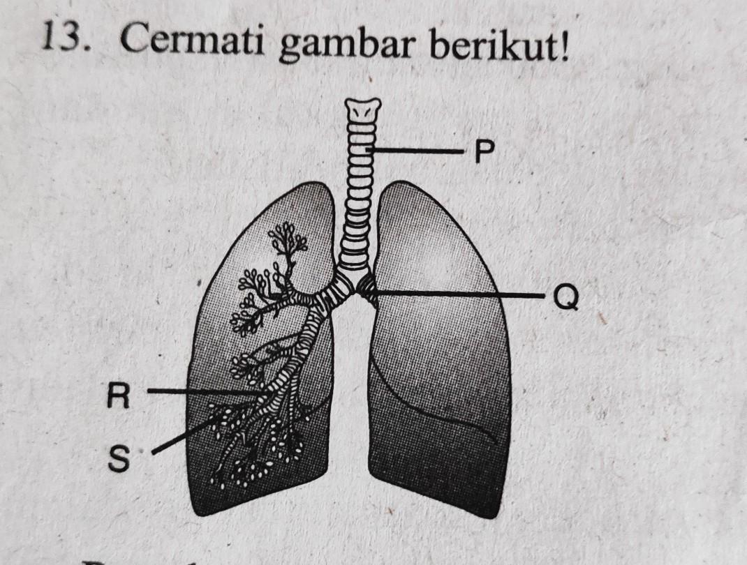 Detail Gambar Difusi Tanpa Tulisan Nomer 18