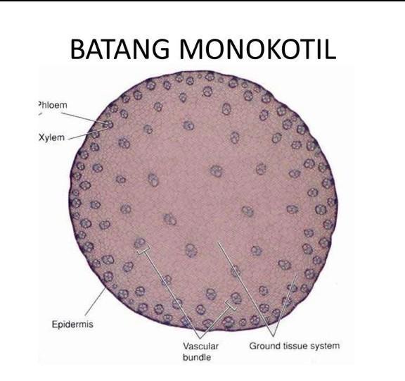 Detail Gambar Dikotil Dan Monokotil Nomer 42