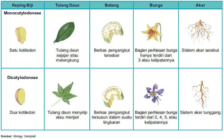 Detail Gambar Dikotil Dan Monokotil Nomer 7