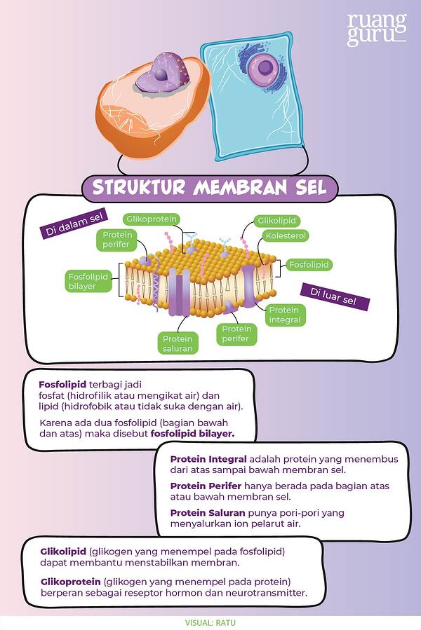 Detail Gambar Dinding Sel Dan Bagian Bagiannya Nomer 17