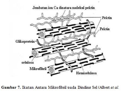 Detail Gambar Dinding Sel Dan Bagian Bagiannya Nomer 29