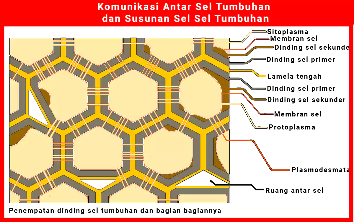 Detail Gambar Dinding Sel Dan Bagian Bagiannya Nomer 43