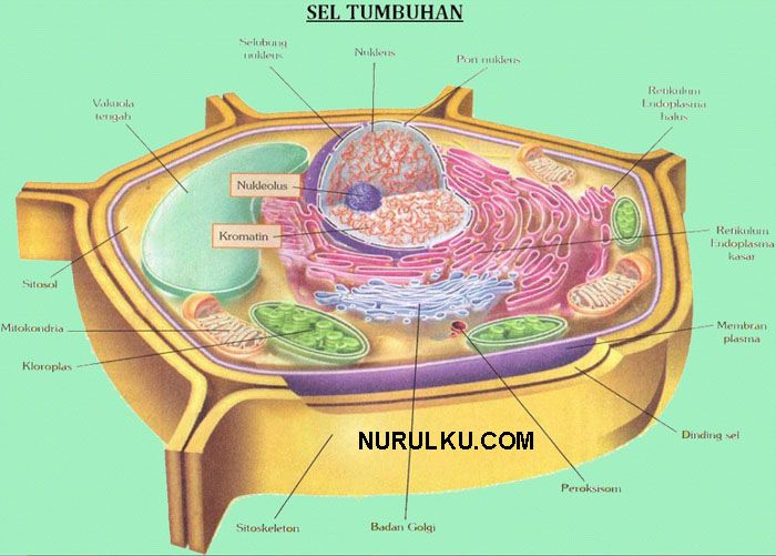 Detail Gambar Dinding Sel Dan Bagian Bagiannya Nomer 44