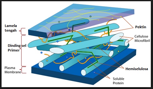 Detail Gambar Dinding Sel Tumbuhan Nomer 10