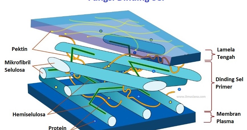 Detail Gambar Dinding Sel Tumbuhan Nomer 12