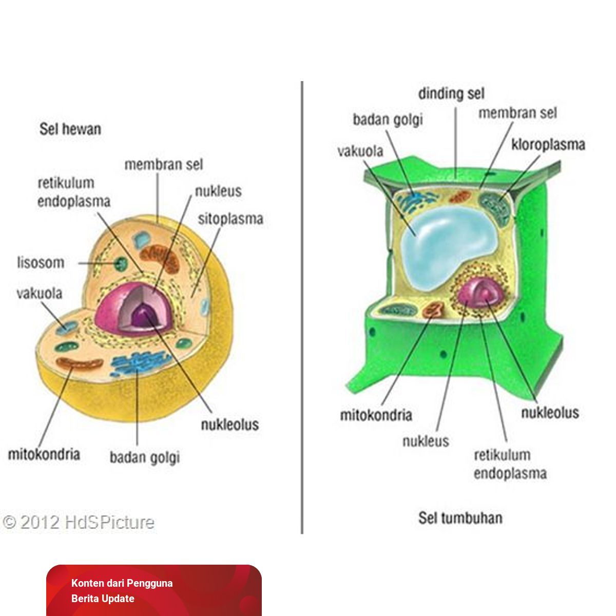 Detail Gambar Dinding Sel Tumbuhan Nomer 15