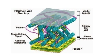 Detail Gambar Dinding Sel Tumbuhan Nomer 22