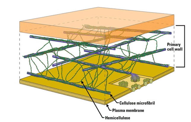 Detail Gambar Dinding Sel Tumbuhan Nomer 23