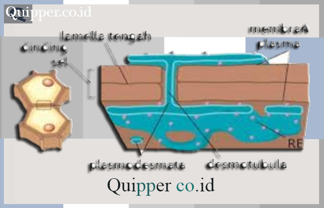 Detail Gambar Dinding Sel Tumbuhan Nomer 24