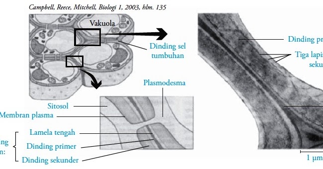 Detail Gambar Dinding Sel Tumbuhan Nomer 25