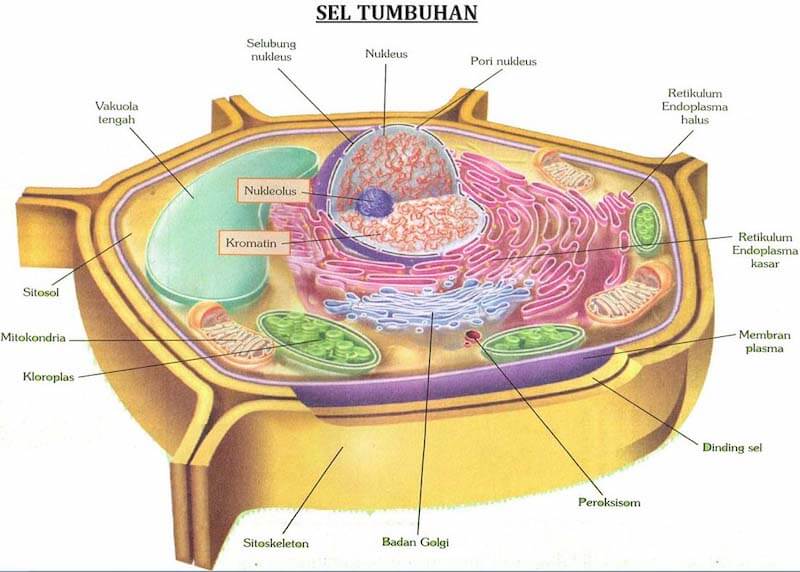 Detail Gambar Dinding Sel Tumbuhan Nomer 26