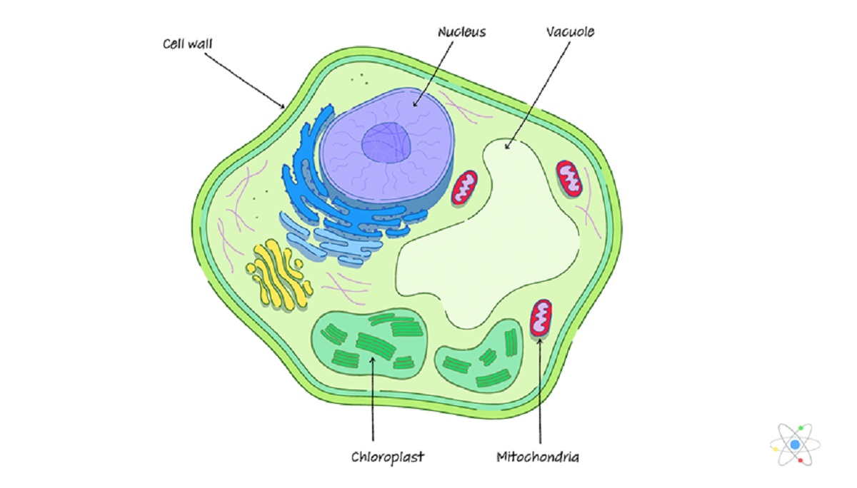 Detail Gambar Dinding Sel Tumbuhan Nomer 3