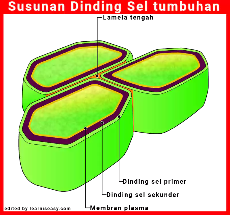 Detail Gambar Dinding Sel Tumbuhan Nomer 29