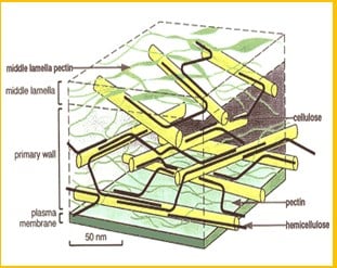 Detail Gambar Dinding Sel Tumbuhan Nomer 33