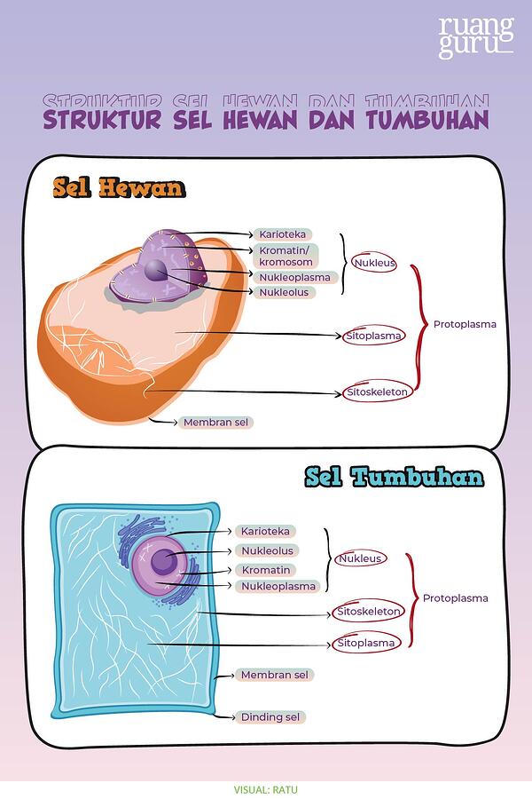 Detail Gambar Dinding Sel Tumbuhan Nomer 40