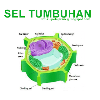 Detail Gambar Dinding Sel Tumbuhan Nomer 42