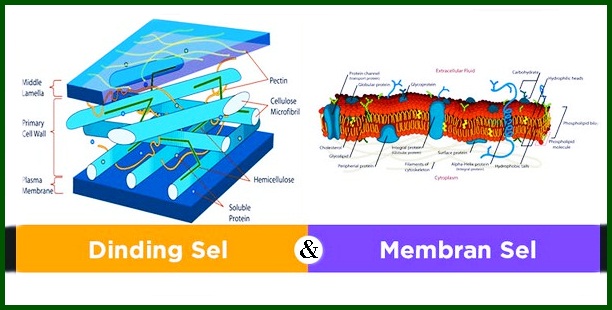 Detail Gambar Dinding Sel Tumbuhan Nomer 43