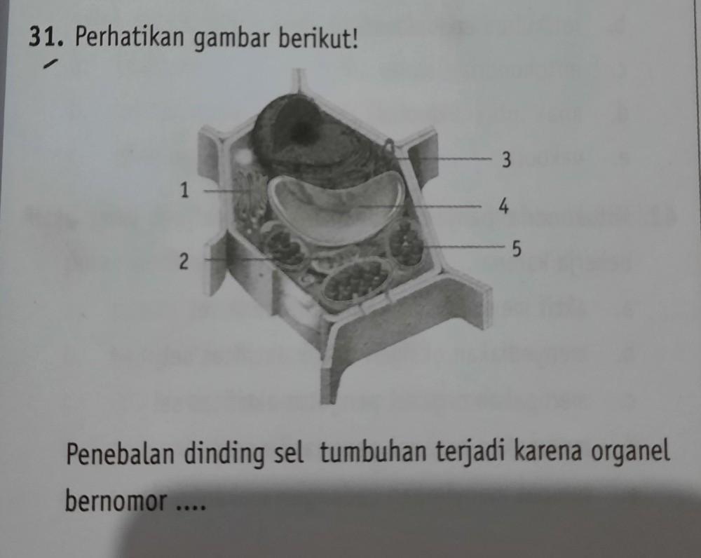 Detail Gambar Dinding Sel Tumbuhan Nomer 46