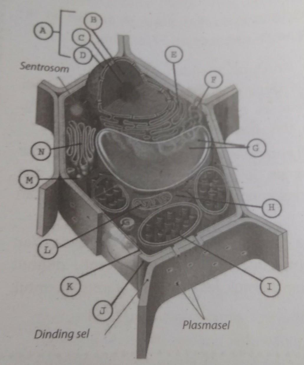 Detail Gambar Dinding Sel Tumbuhan Nomer 50