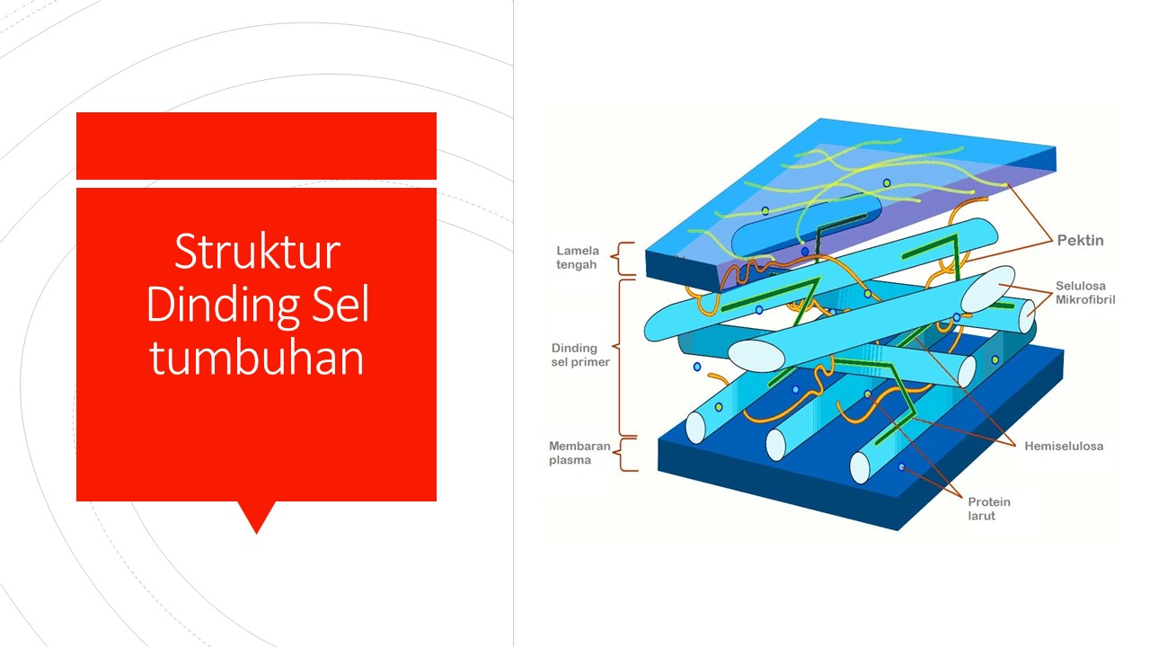 Detail Gambar Dinding Sel Tumbuhan Nomer 54