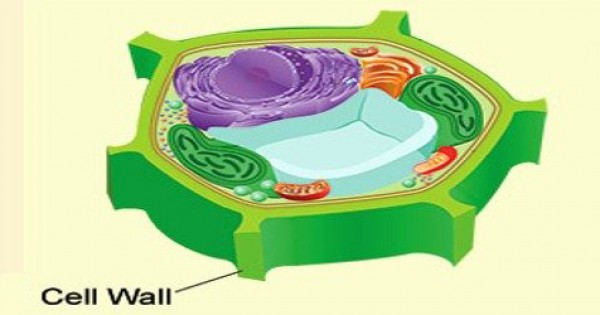 Detail Gambar Dinding Sel Tumbuhan Nomer 7