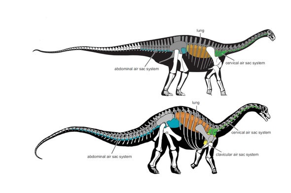 Detail Gambar Dinosaurus Air Nomer 24