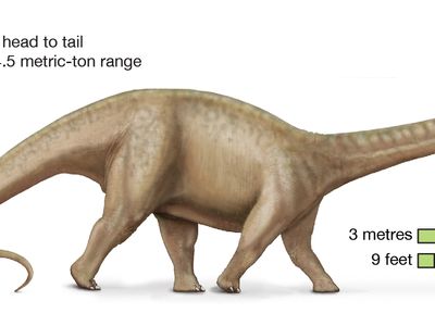 Detail Gambar Dinosaurus Brontosaurus Nomer 15