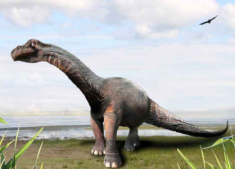 Detail Gambar Dinosaurus Brontosaurus Nomer 25