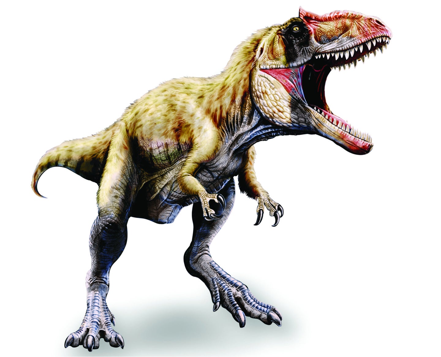 Detail Gambar Dinosaurus T Rex Nomer 13