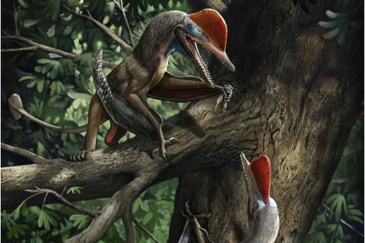 Detail Gambar Dinosaurus Terbang Nomer 24