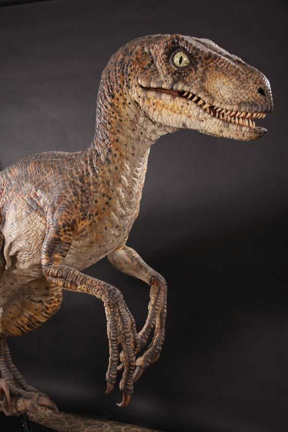 Detail Gambar Dinosaurus Velociraptor Nomer 12