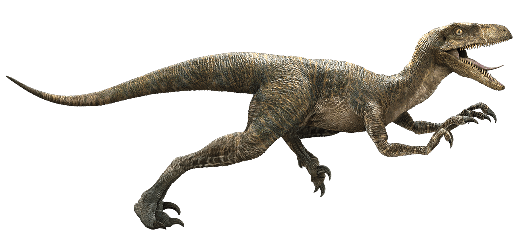 Detail Gambar Dinosaurus Velociraptor Nomer 16