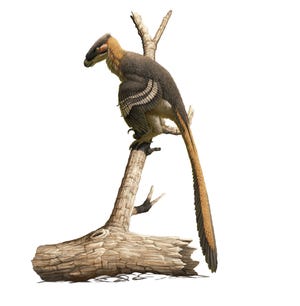 Detail Gambar Dinosaurus Velociraptor Nomer 29