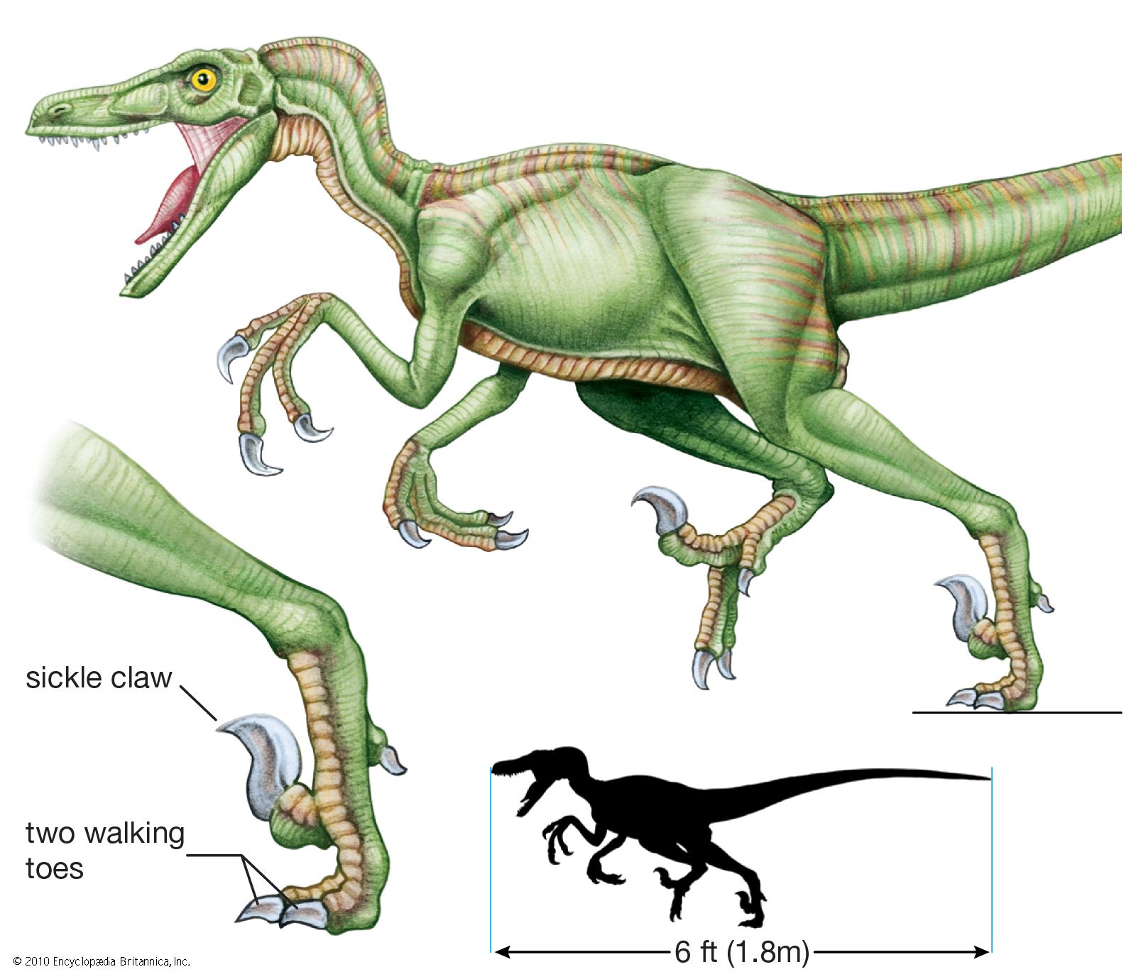Detail Gambar Dinosaurus Velociraptor Nomer 31