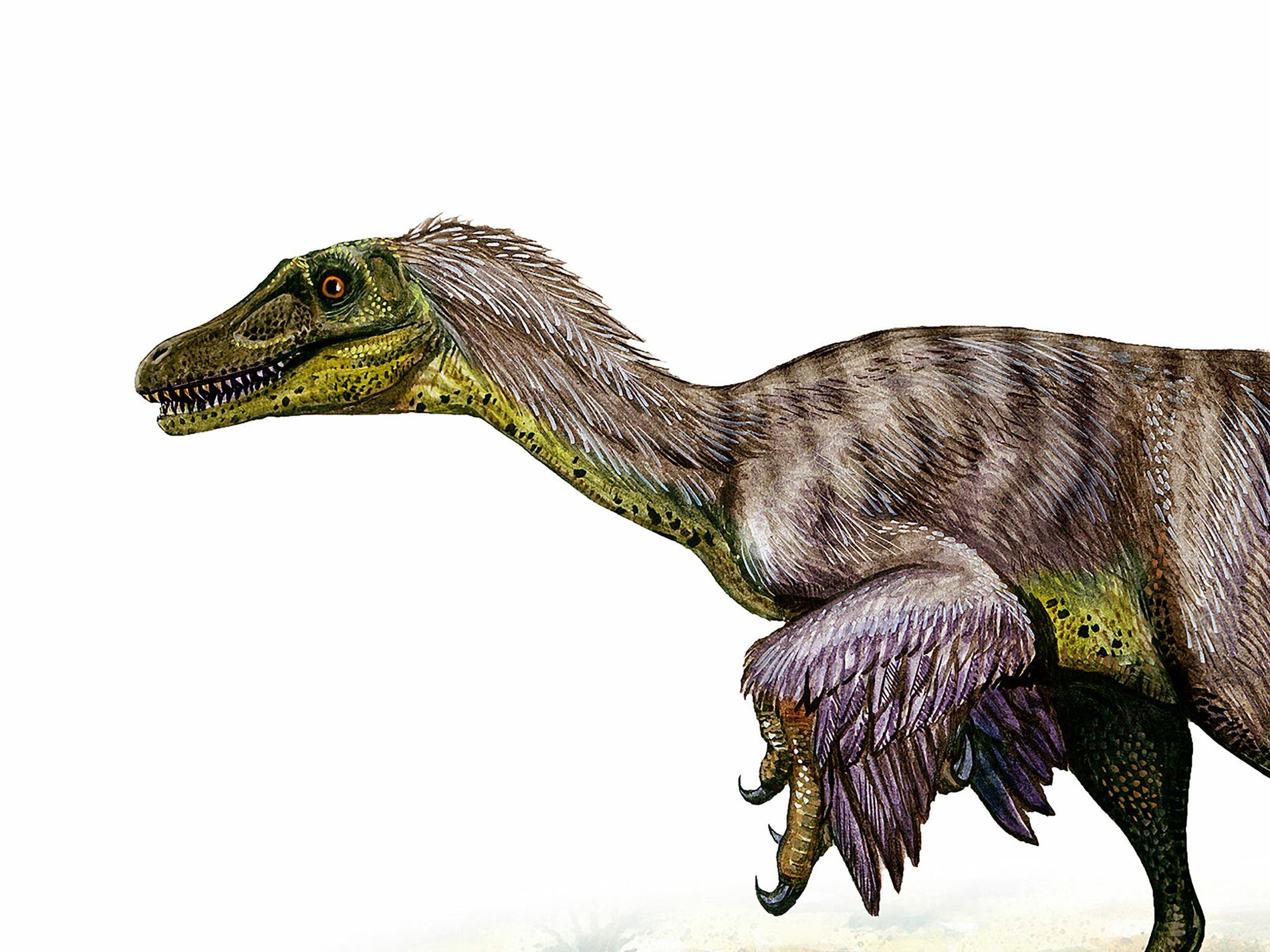 Detail Gambar Dinosaurus Velociraptor Nomer 39