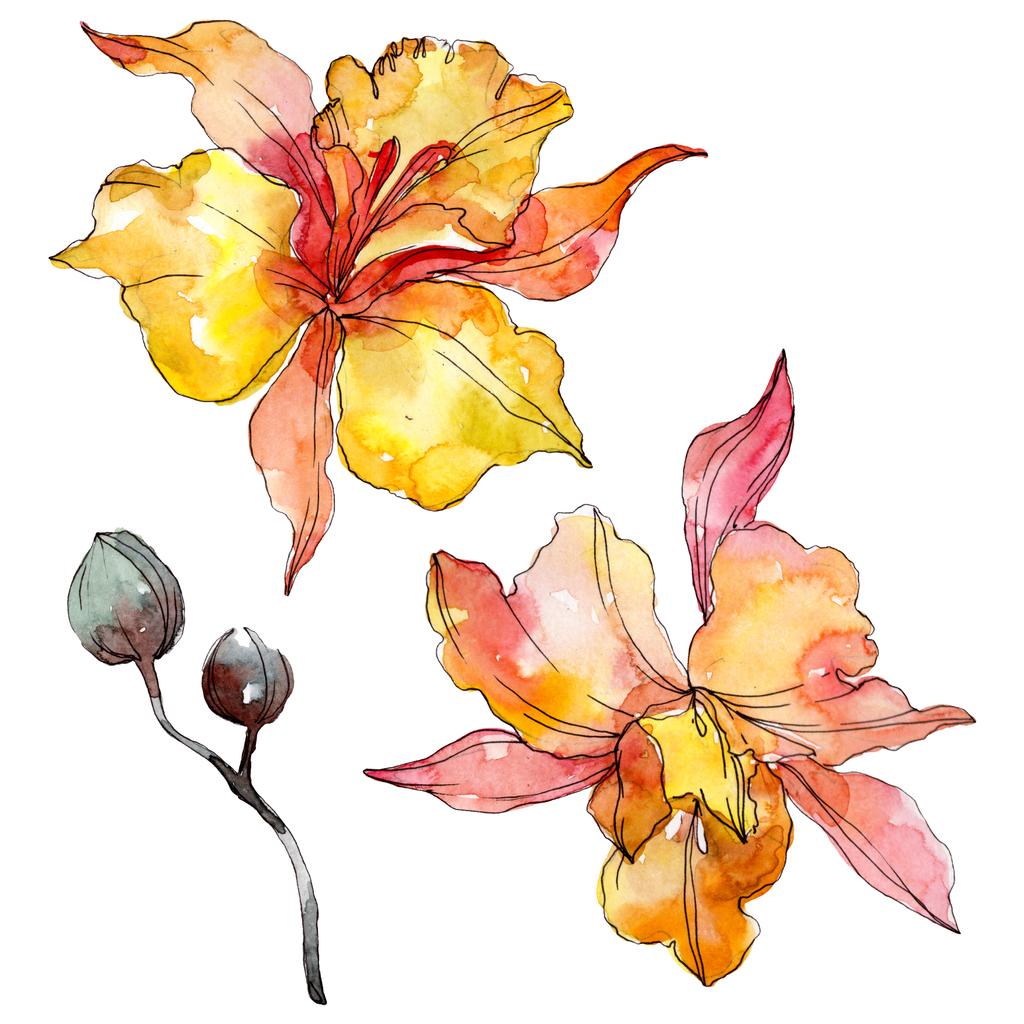 Detail Orchidee Aquarell Nomer 22