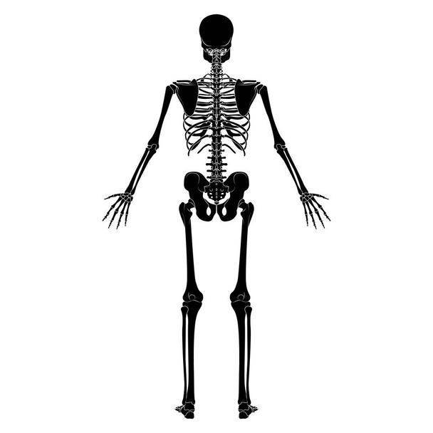Detail Skelett Mensch Hinten Nomer 8