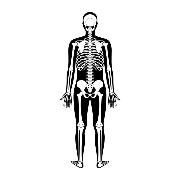 Detail Skelett Mensch Hinten Nomer 5