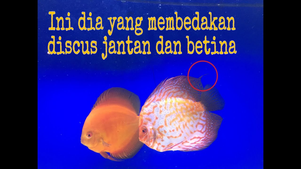 Detail Gambar Discus Jantan Dan Betina Nomer 15