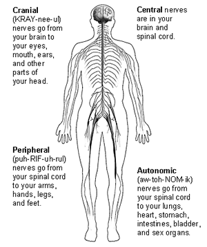 Detail Gambar Disease In Pns Nomer 7