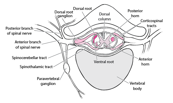 Detail Gambar Disease In Pns Nomer 16