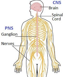 Detail Gambar Disease In Pns Nomer 36